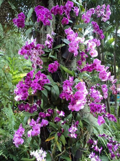 Orchids Violet Flower Plants Leaves Petals Garden