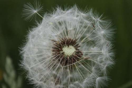 Ordinary Dandelion Pointed Flower Dandelion Leaf