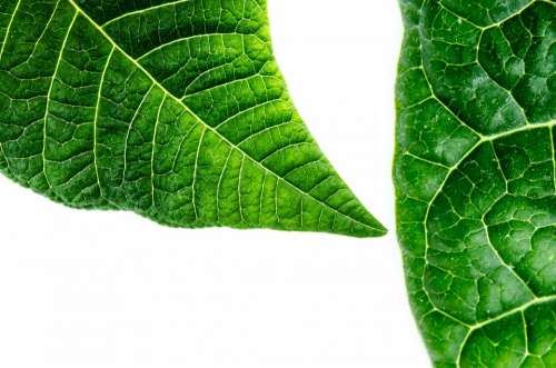 Organic Macro Green Environmental Close-Up Way