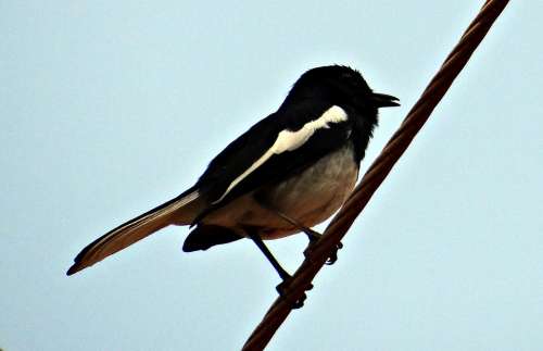 Oriental Magpie-Robin Robin Copsychus Saularis Male