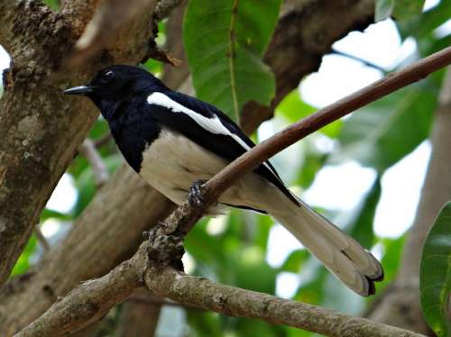 Oriental Magpie-Robin Male Copsychus Saularis