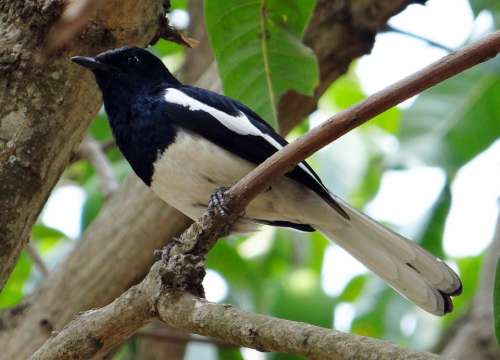 Oriental Magpie-Robin Male Copsychus Saularis