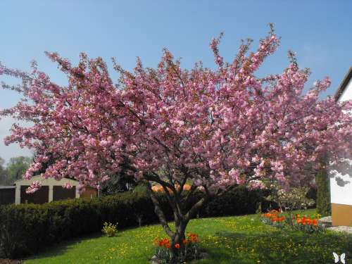 Ornamental Cherry Cherry Tree Tree Spring