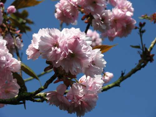 Ornamental Cherry Cherry Blossom Spring Blossom