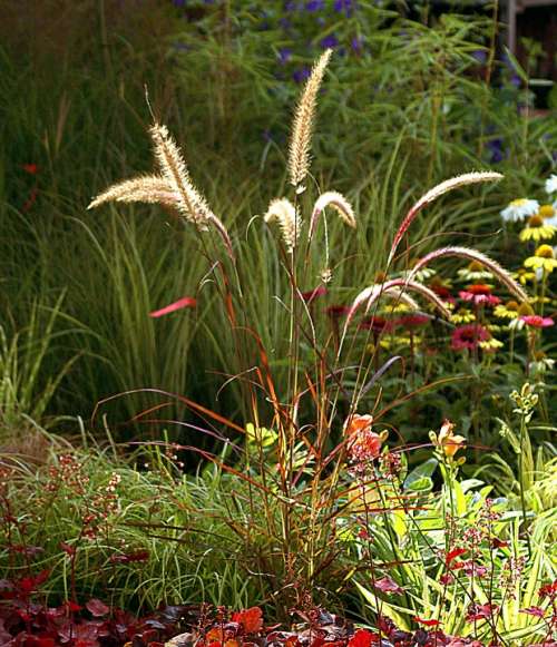 Ornamental Grass Plants Nature Autumn Flowers