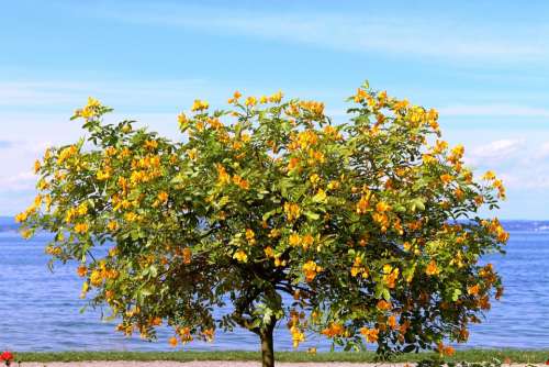Ornamental Tree Tree Nature Flowers Yellow Sky