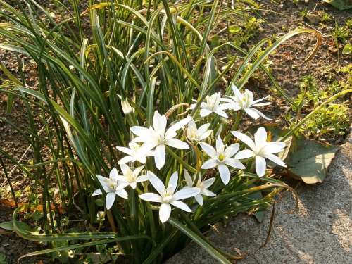 Ornisogaram ウンベラタム White Flowers Spring Flowers