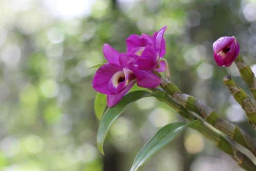 Orquidea Purple Bokeh Garden Nature Plants