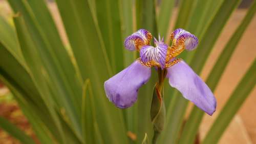 Orquidea Flower Plant Spring