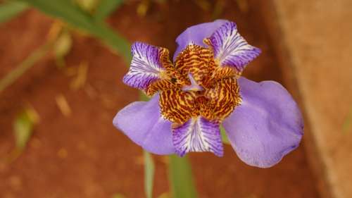 Orquideas Flower Purple Plant Spring