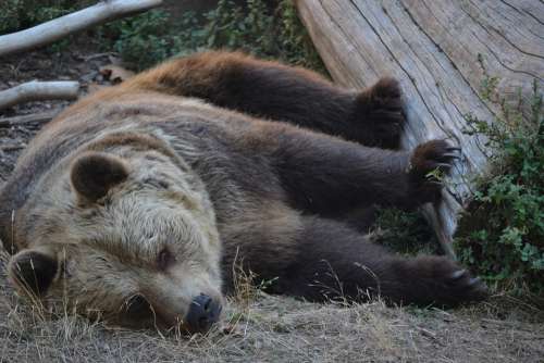 Orso Zoo Sleep Animals Animal Hairy Nature