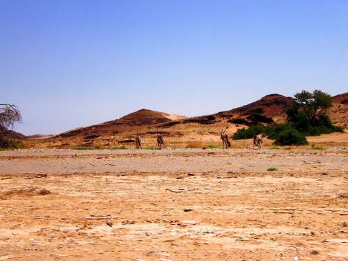 Oryx Herd Desert Shade Tree Shelter Heat Sun