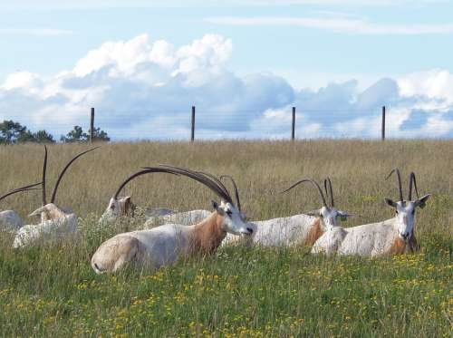 Oryx Scimitar-Horned Oryx The Wilds Endangered