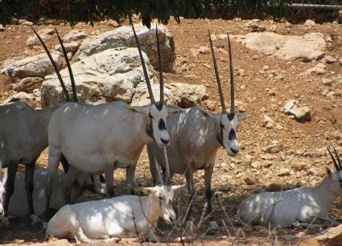 Oryx Antelope Africa Wild Oryx Antelope Animal