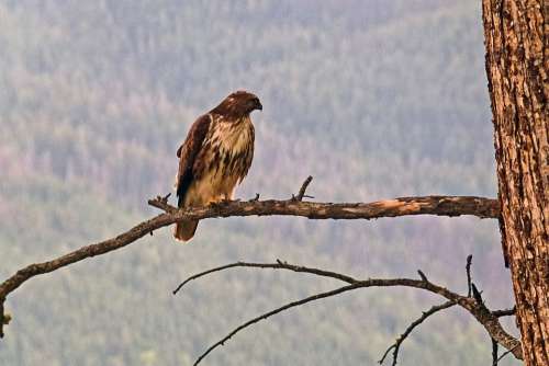 Osprey Branch Bird Raptor Wild Life Nature