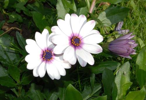 Osteospermum African Daisy Flower Bloom Close-Up