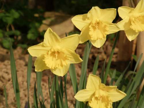 Osterglocken Daffodils Spring Yellow Flower