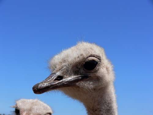 Ostrich Eyes Big Yes Eyelashes Neck Bird Africa