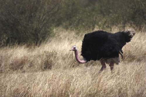 Ostrich Bird Africa South Africa Wild Nature