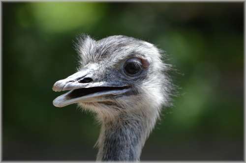 Ostrich Animal Nature Runner Artis Zoo Portrait