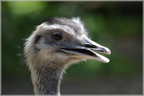 Ostrich African Flightless Bird Struthionidae Fast