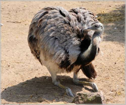 Ostrich African Flightless Bird Struthionidae Fast