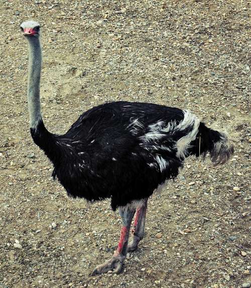 Ostrich Bird Wildlife Nature Ornithology Zoology