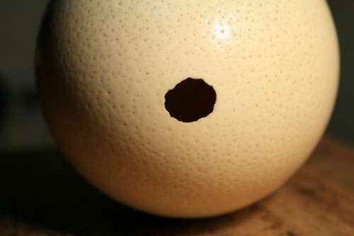 Ostrich Egg Shell Hole Empty Container