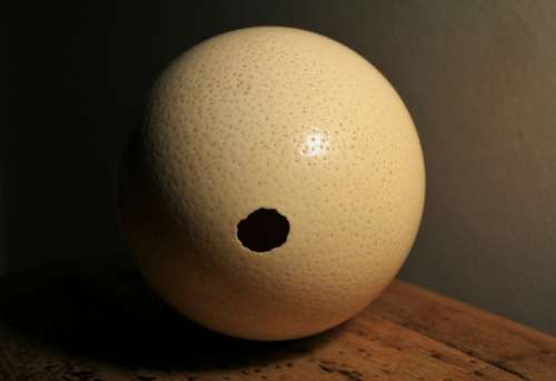 Ostrich Egg Shell Hole Empty Container