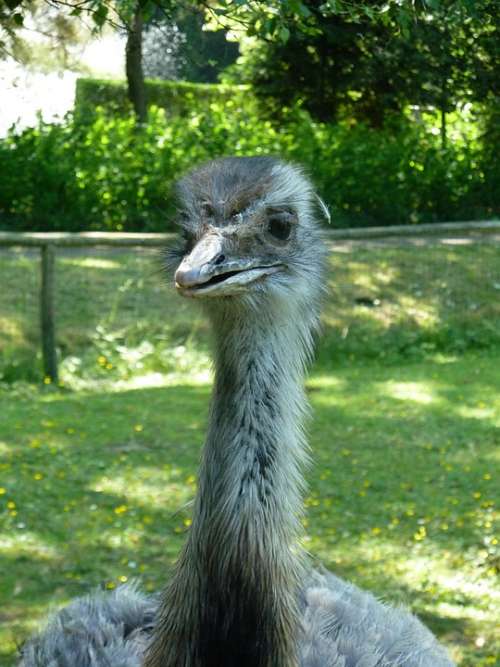 Ostrich Zoo Nature