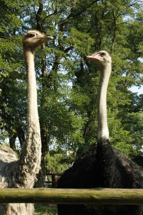 Ostrich Bird Animals Zoo Zoological Garden Beak