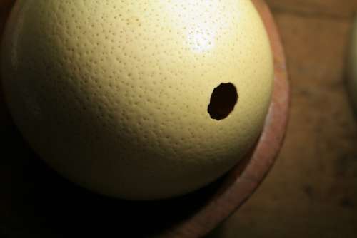 Ostrich Egg Shell Egg Ostrich Buff Dimpled Strong