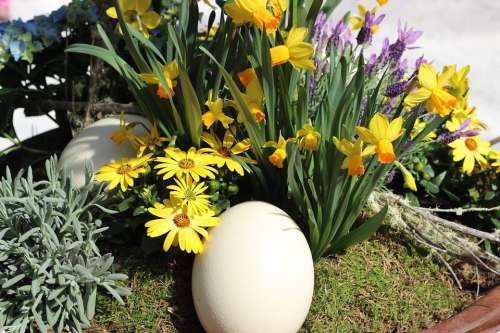 Ostrich Egg Cream Colors Spring Plant Decorative