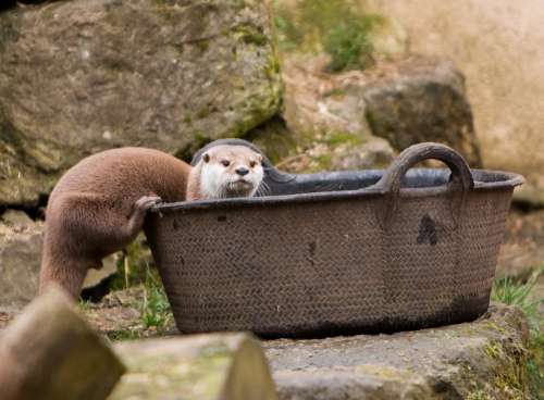 Otter Animal Mammal Cute Nature Wildlife Outdoors