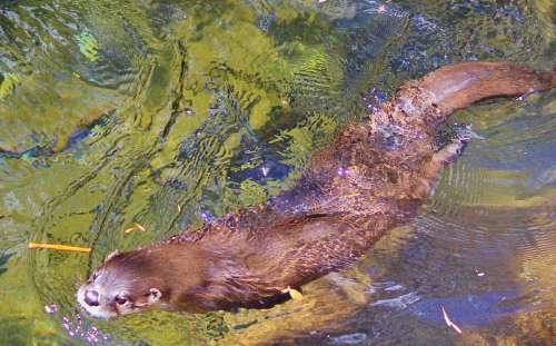 Otter Water Close-Up Animal Nature Whiskers