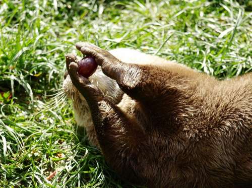 Otter Paws Grape Lutrinae