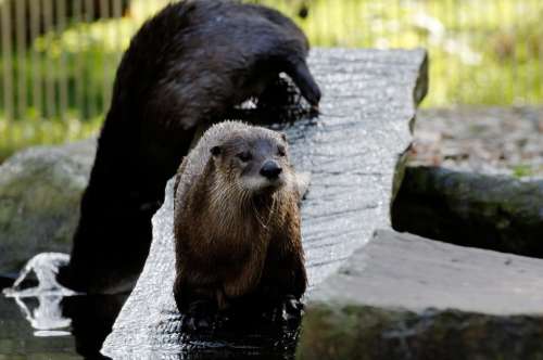 Otter Board Water Enclosure Animal Zoo