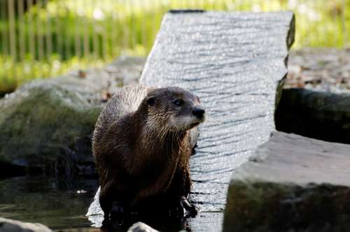 Otter Board Water Enclosure Animal Zoo Zoom Bar
