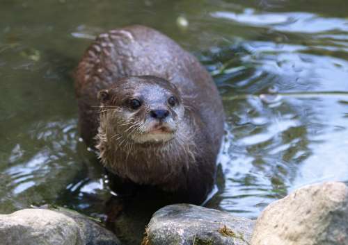 Otter Swimmer Nature Animals Water Wet Fur