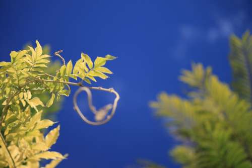 Outbreak Sky Plant Green Vine Leaf Climber