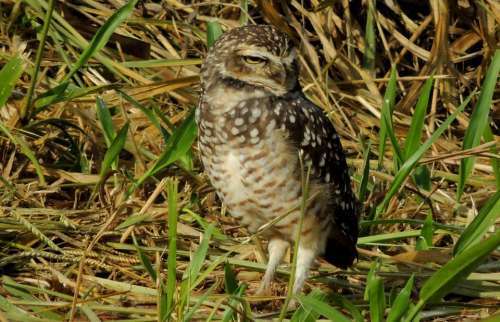 Owl Ground Birds Bird Watching Bird Of Prey