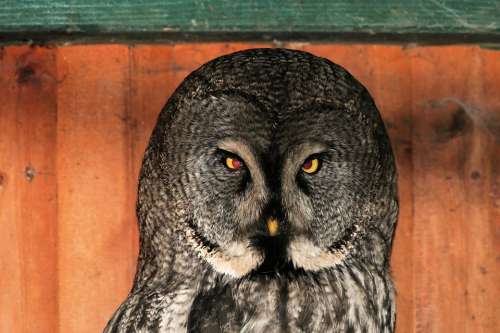 Owl Bird Night Active Portrait Eyes Feather