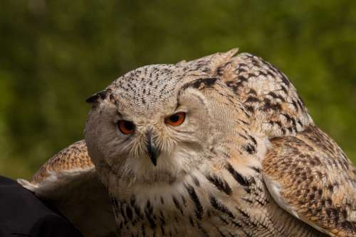 Owl Eagle Owl Eyes Night Active Bird