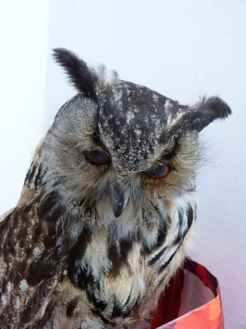 Owl Eagle Owl Bird Birds Bubo Bubo