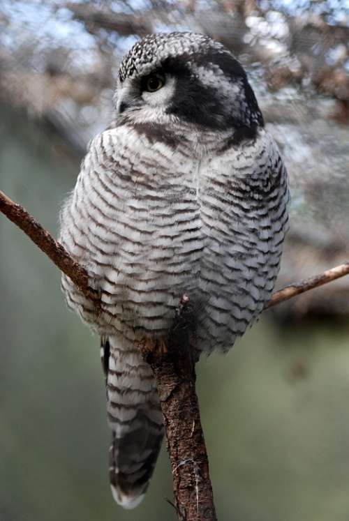 Owl Wildlife Close-Up Bird Nocturnal Predator
