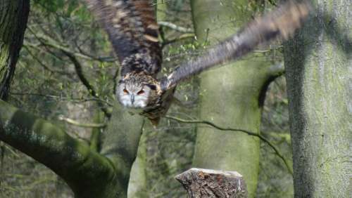 Owl Eagle Owl Forest Night Bird Forests Feather