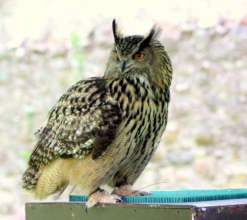 Owl Tawny Ears Bird Wild Nature Predator Animal