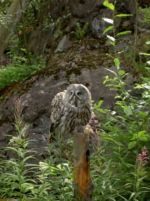 Owl Nature Wildlife Skansen Sweden Animal