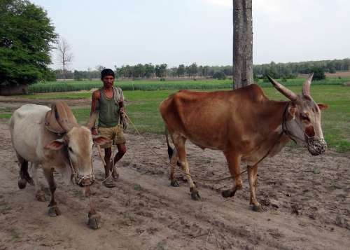 Oxen Unyoked Gagged Farmer Countryside Karnataka