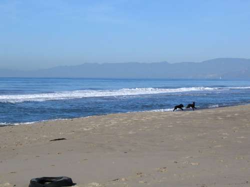 Oxnard Beach Dogs Wave Mountains Distance Ocean